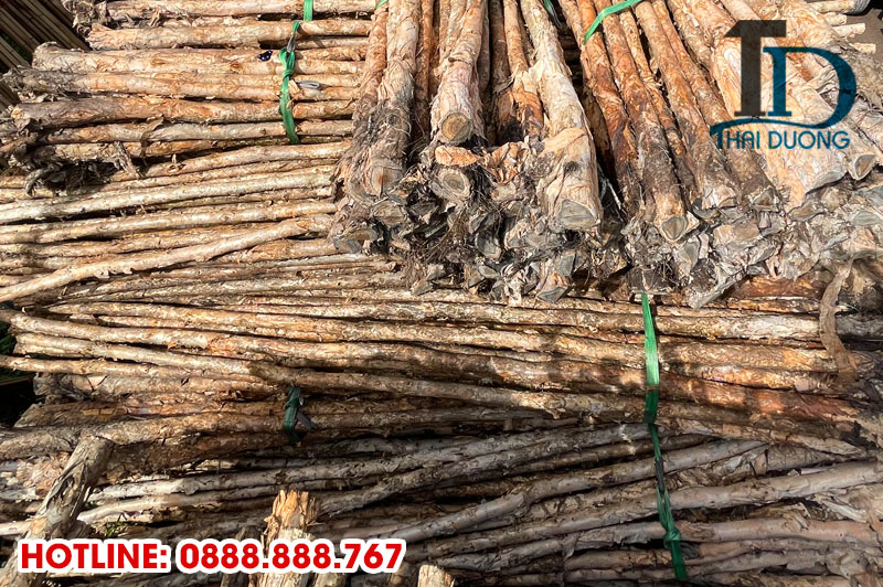Cừ tràm làm kè chắn sóng