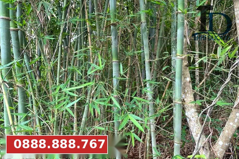 Cây nứa là cây gì