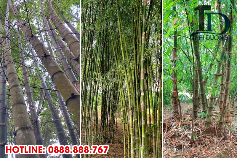 Các loại tre phổ biến ở Việt Nam