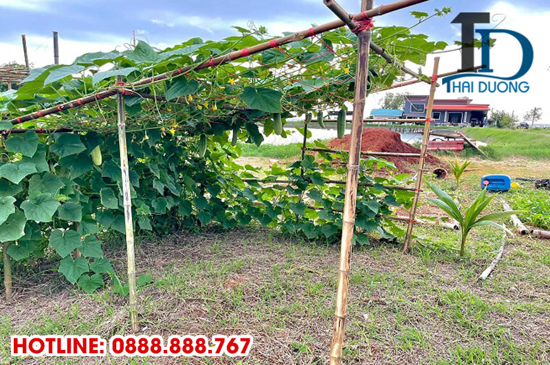 Cách làm giàn mướp bằng tre đơn giản