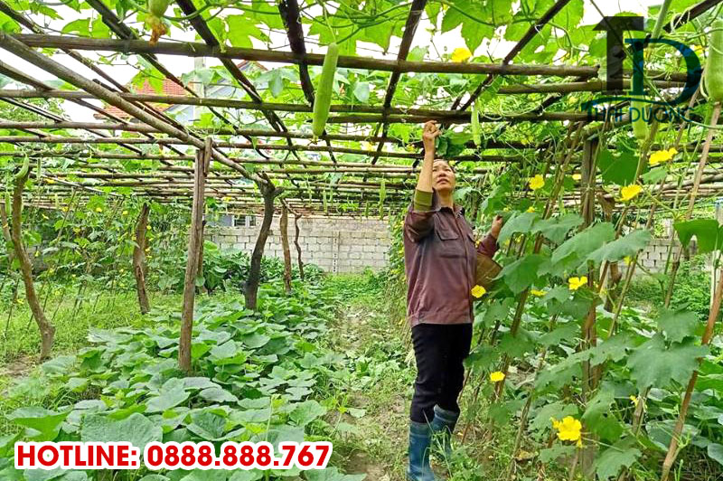 Cách làm giàn mướp bằng tre đơn giản