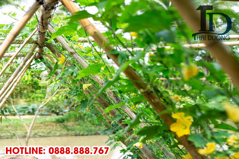 Tại sao nên làm giàn mướp bằng tre