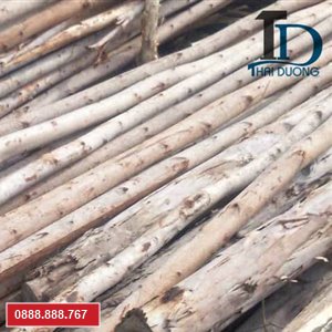 Bán cừ bạch đàn